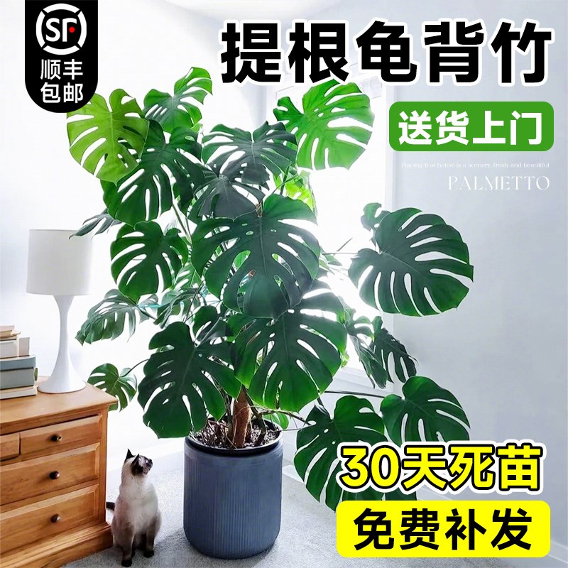 提根龟背竹客厅大盆栽大型绿植大叶开背老桩办公室物室内净化空气