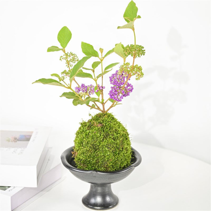 紫珠苔藓球盆栽八方来财室内苔玉盆景水培植物茶几绿植懒人植物
