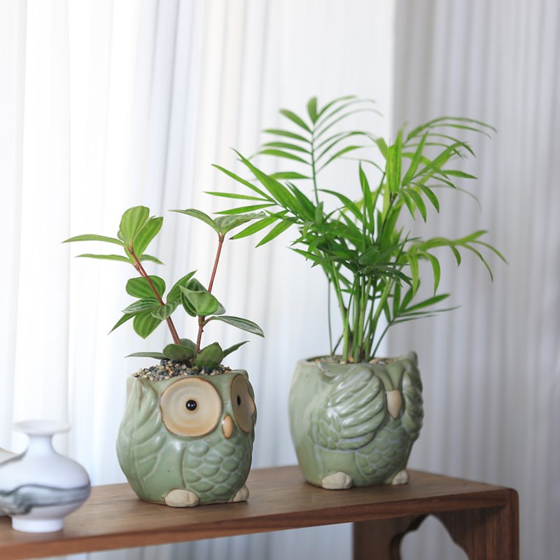 豆瓣椒草迷你盆栽袖珍椰子创意盆景室内好养办公室桌面绿植小摆件