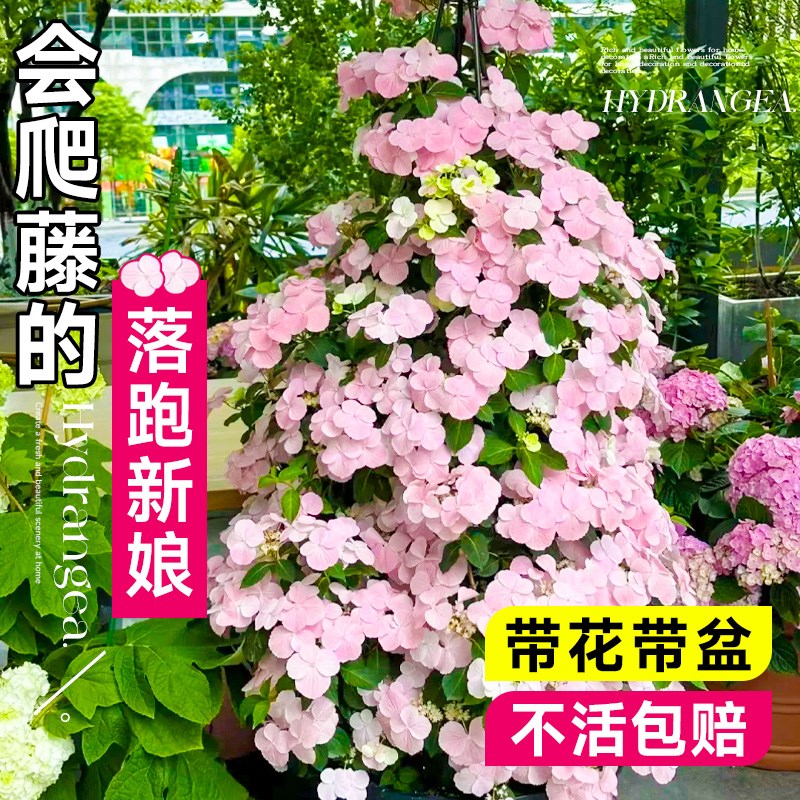 落跑新娘绣球花盆栽带花苞大苗阳台室内垂吊爬藤植物四季开花卉秀