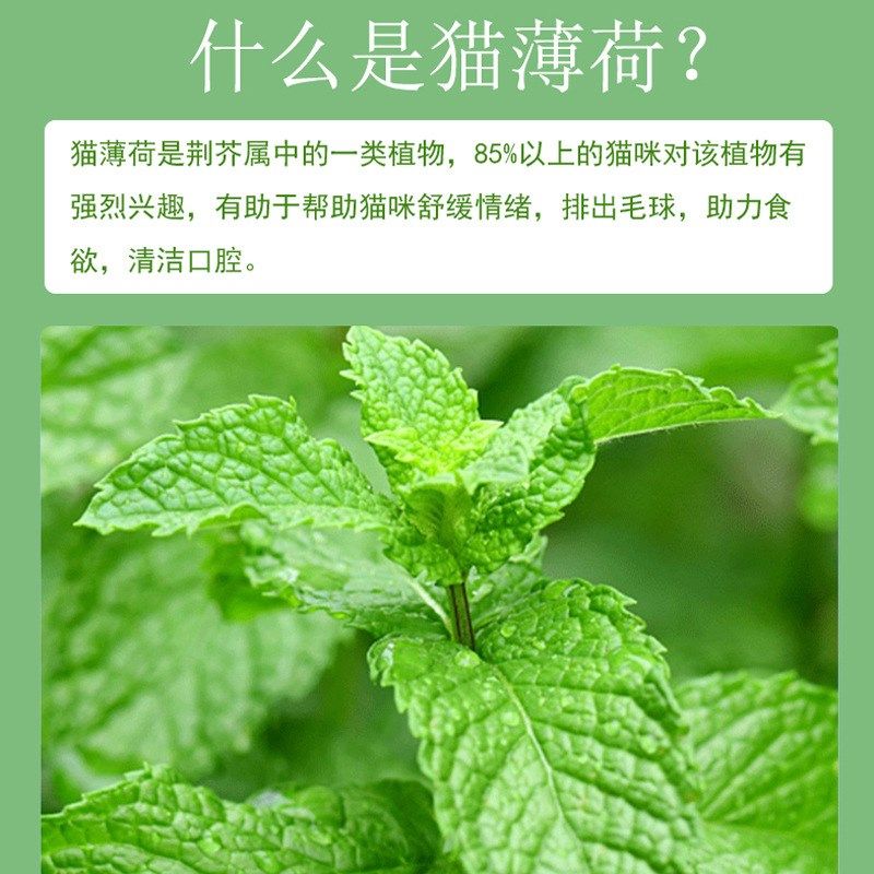 猫薄荷宠物猫零食冻干猫草化毛幼猫可食用粉罐装猫用品猫球猫用品,宠物/宠物食品及用品,猫草/猫草片,淘宝优惠券,粉丝福利购,淘宝优惠卷