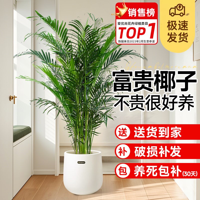 富贵椰子大型绿植袖珍椰子散尾葵盆栽植物凤尾竹夏威夷竹子盆栽