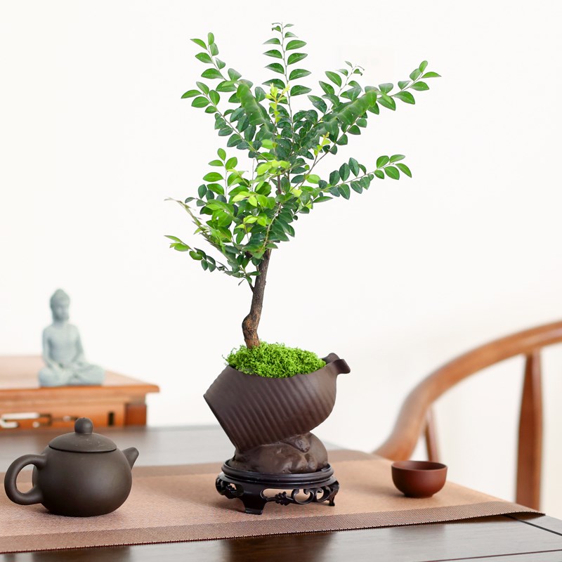小叶紫檀盆景黑古茶盆栽室内四季好养绿植茶几桌面盆栽禅意微盆景
