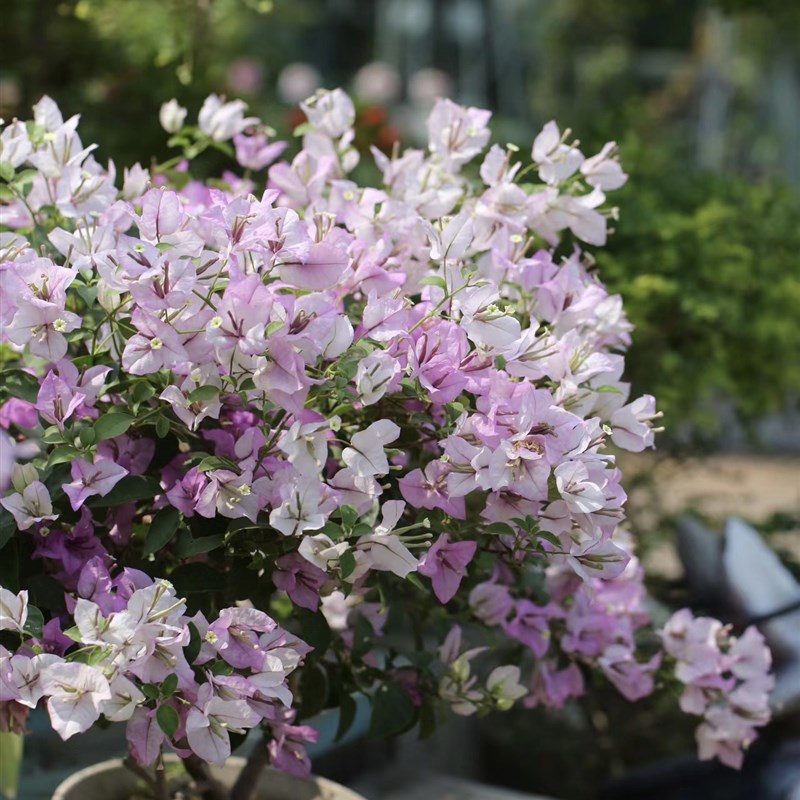 三角梅绿叶雪紫雪紫冰激凌庭院阳台四季开花爬藤花卉盆栽带花发货