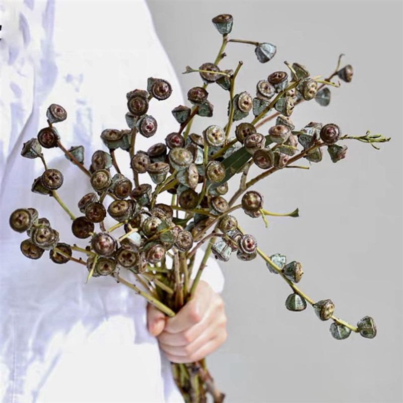 云南新鲜尤加利老果(可做干花)