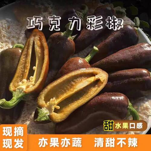 现摘巧克力迷你水果彩椒当季新鲜五彩辣椒生吃脆甜不辣黑紫色甜椒