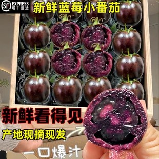 顺丰山东寿光蓝莓紫黑色小番茄新鲜生吃花青素水果黑玫瑰小柿子5