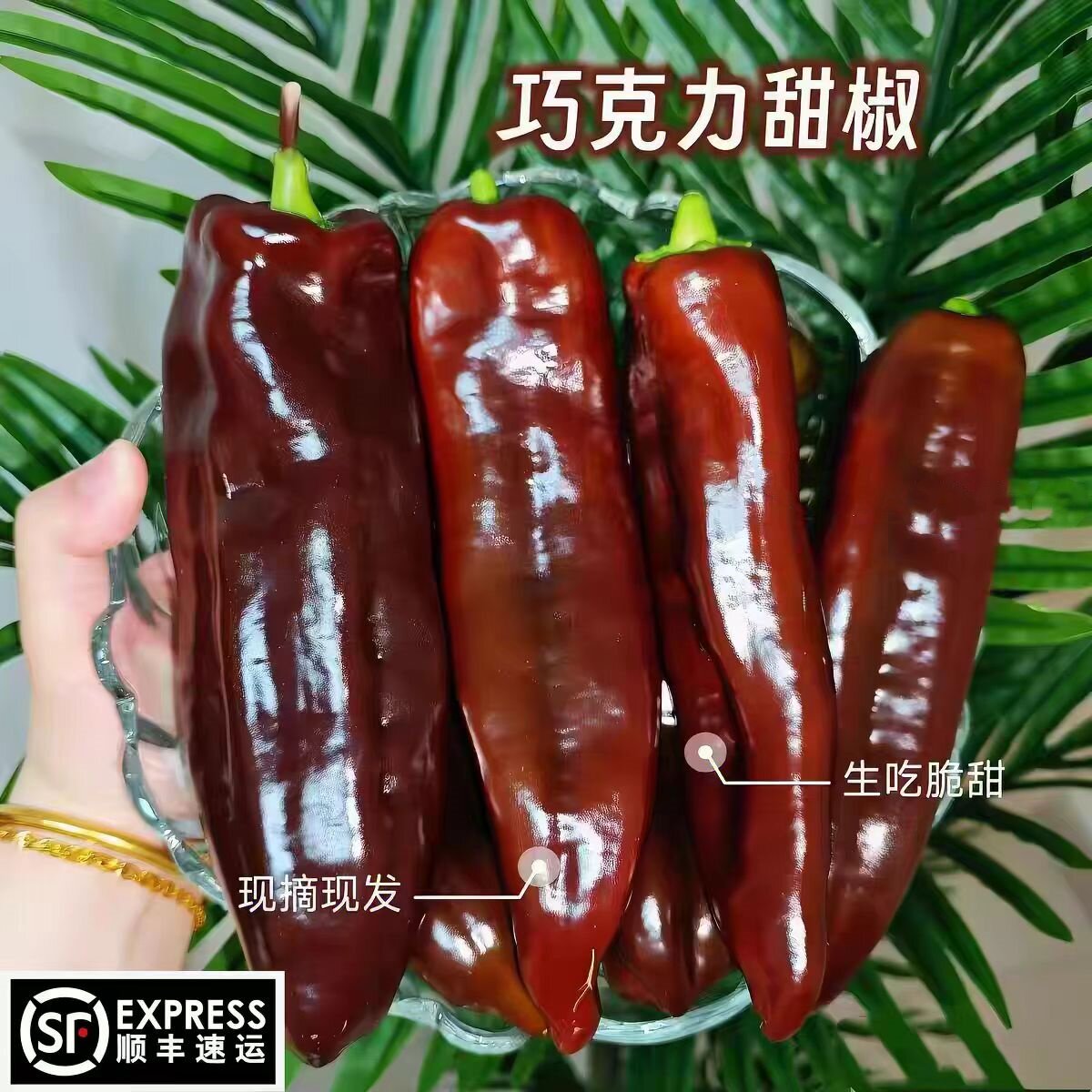 顺丰纯咖巧克力水果长彩椒当季新鲜咖啡色生吃脆甜不辣黑紫色甜椒