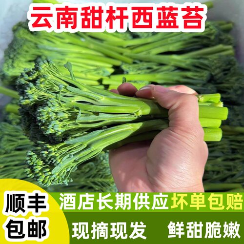 顺丰云南甜杆西兰苔新鲜脆嫩芦笋西兰花现摘蔬菜迷你西蓝苔菜苔