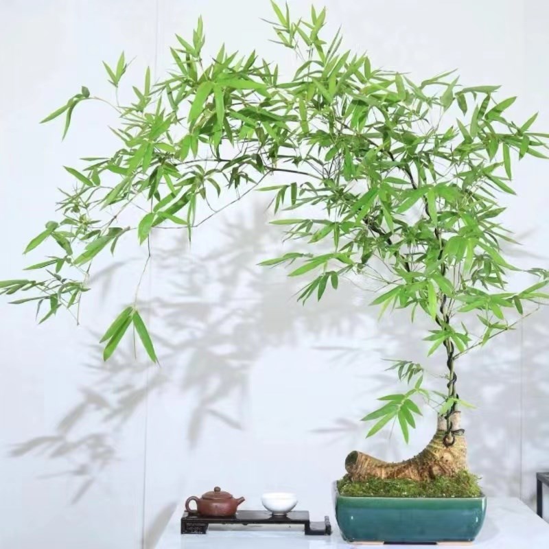 小叶勒竹勒竹子盆栽老桩成品室内外中式门竹绿植北方可养懒人植物