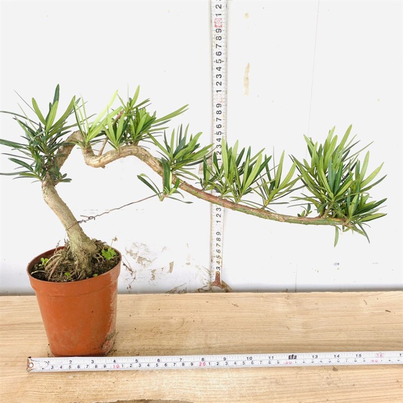 提根飘枝小叶女贞悬崖白蜡造型盆景老桩栀子花九里香罗汉松虎皮榕