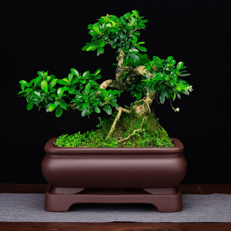 紫砂花盆精品长方形带底座桌面盆景花卉绿植简约陶瓷榕树老桩