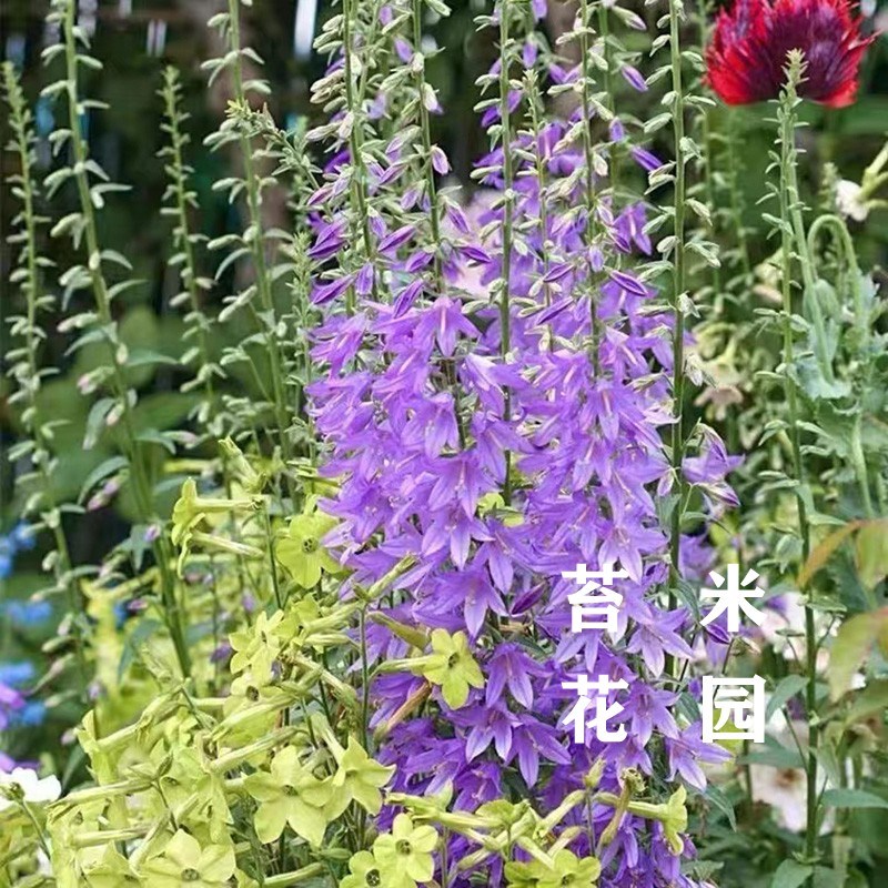 轮状风铃草盆栽多年生耐寒宿根花卉花园高挑线性植物多次开花不断