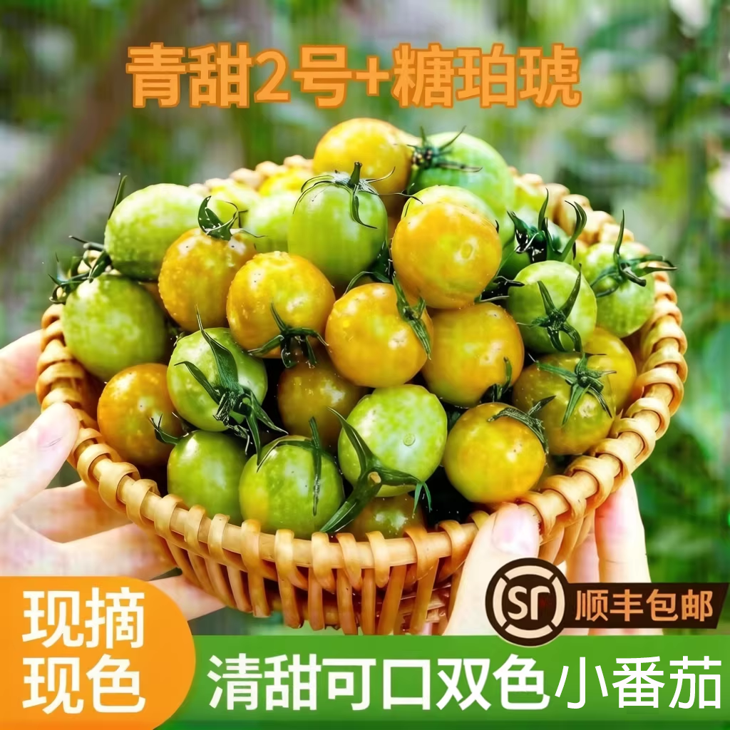 山东双色小番茄新鲜现摘现发小柿子清甜多汁圣女果混合装水果