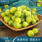 正宗青甜2号小番茄新鲜现摘现发当季 水果甜即食青口蜜绿色小柿子