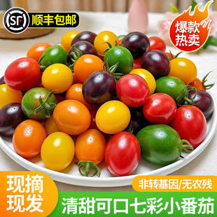山东七彩小番茄新鲜现摘现发彩色小柿子清甜多汁圣女果混合装水果