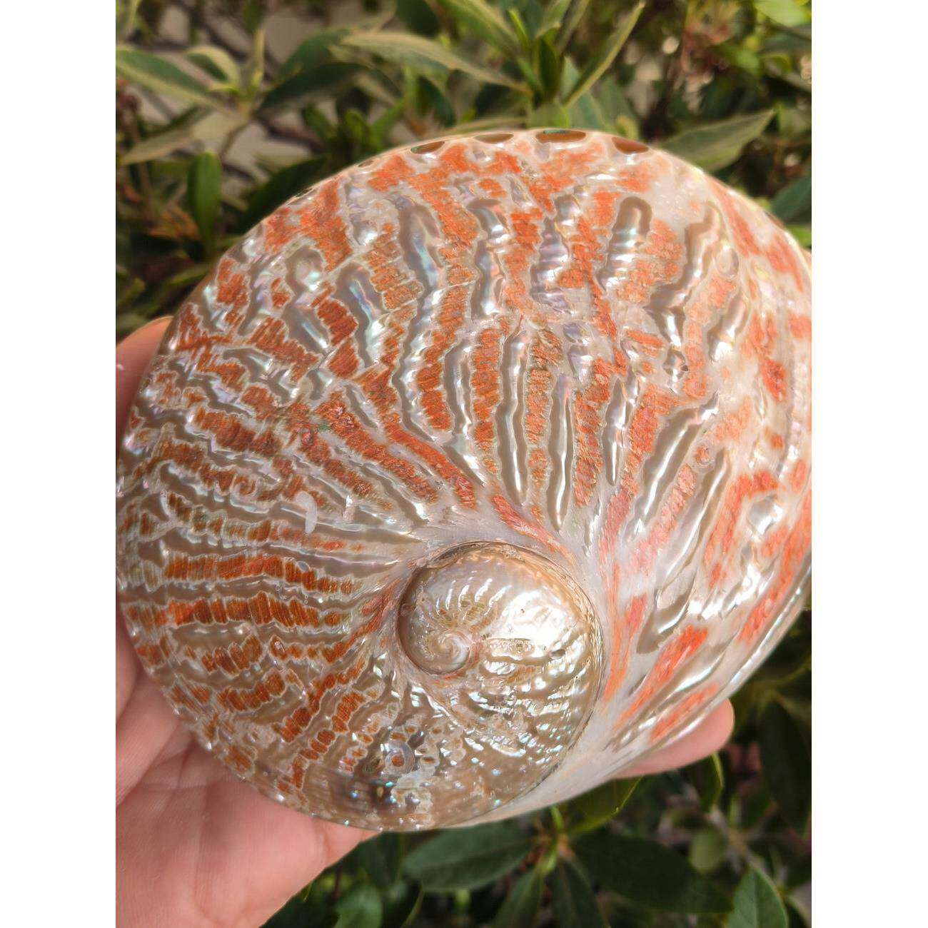 天然海螺贝壳超大彩色鲍鱼壳鼠尾草燃烧器具创意收纳盒拍摄道具