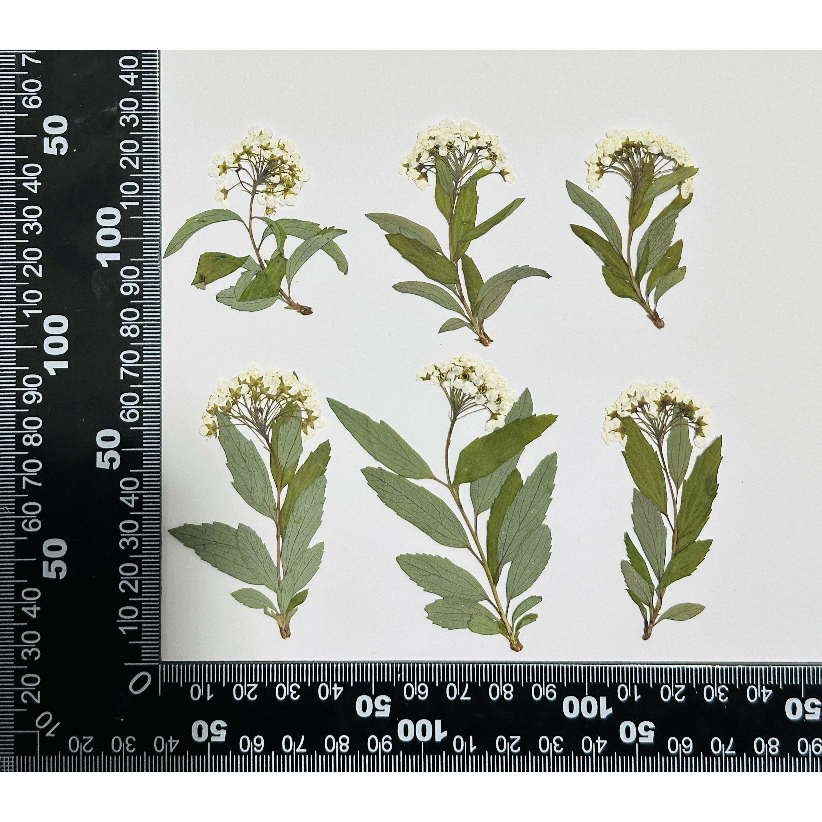 跨境干花压花小水仙带枝干花押花手工滴胶手机壳diy材料包