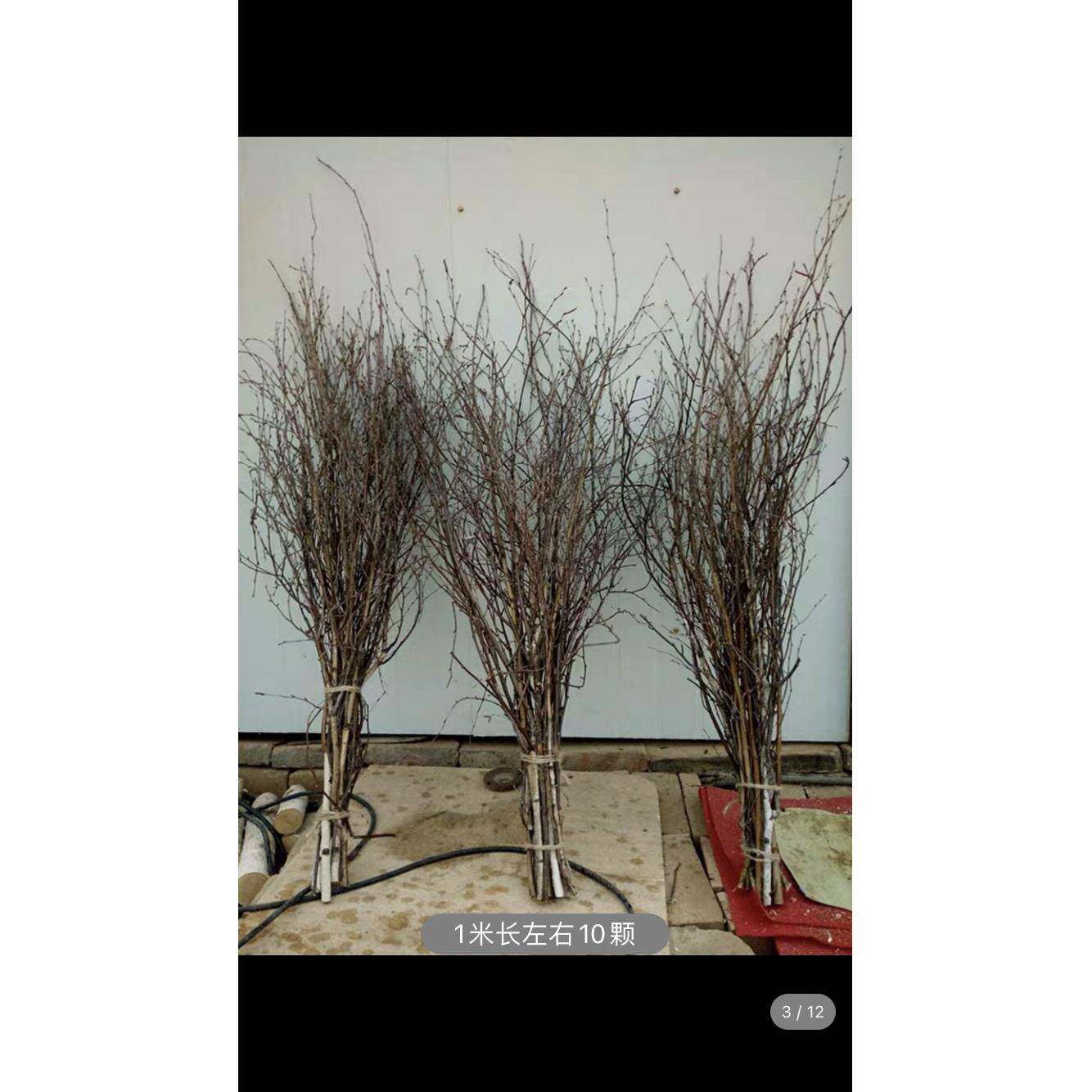天然白桦树枝花瓶插花干支婚庆装饰树枝枯枝田园树杈DIY材料摆件