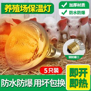 仔猪用保温灯养殖场专用加厚灯泡小鸡育雏加热烤灯兽用取暖保暖灯
