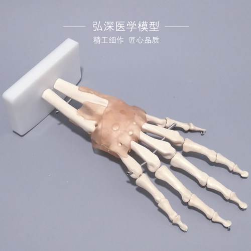手骨模型手腕关节人体手r部解剖手掌骨骼附韧带可活动医学教学模