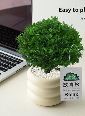 放青松绿植雾松室内客厅小盆栽放轻松雾凇办公室桌面植物摆件解压