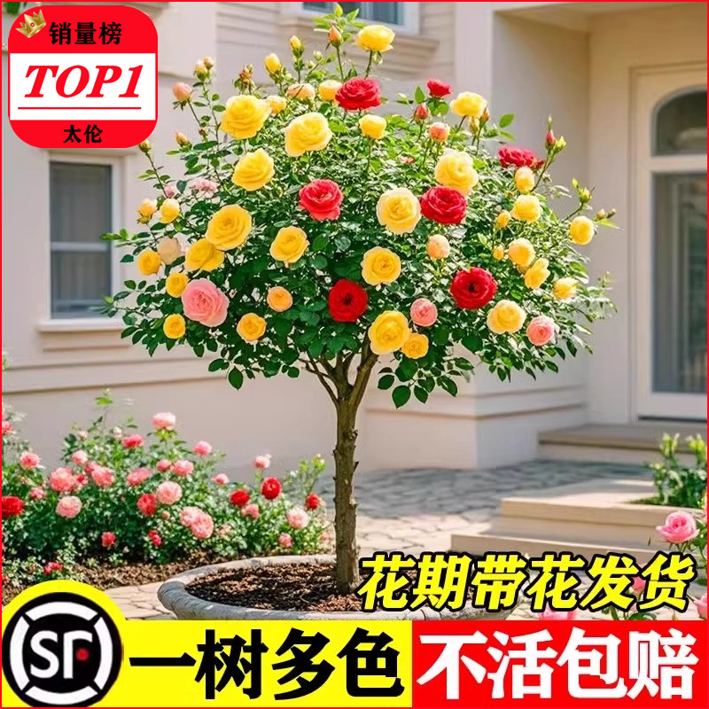棒棒糖树桩月季花苗盆栽