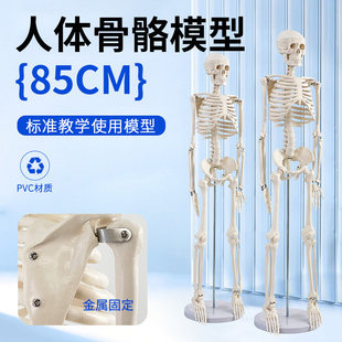 85cm人体骨骼模型 全身骨架人体模型成人小骷髅教学模型脊椎模型