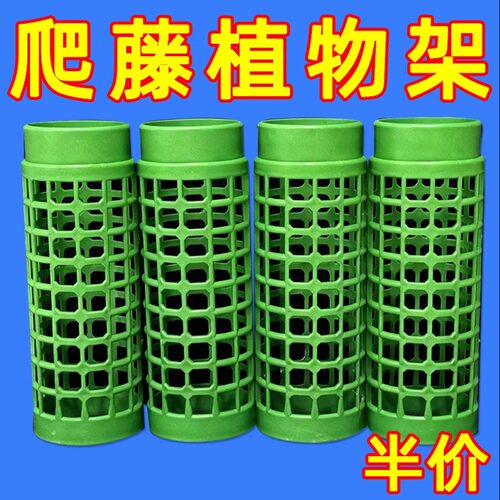 龟背竹蔓绿绒爬藤绿萝水苔柱
