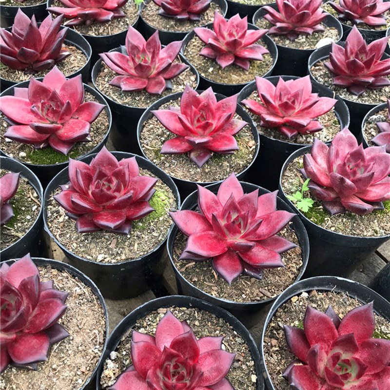 罗宾 精品进口冬云系稀有多肉植物大棵  新手好养园艺绿植组合