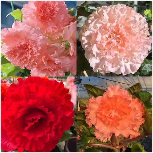 【贵妃海棠】夫妻海棠盆栽海棠花花卉重瓣室内花苞发货阳台150盆