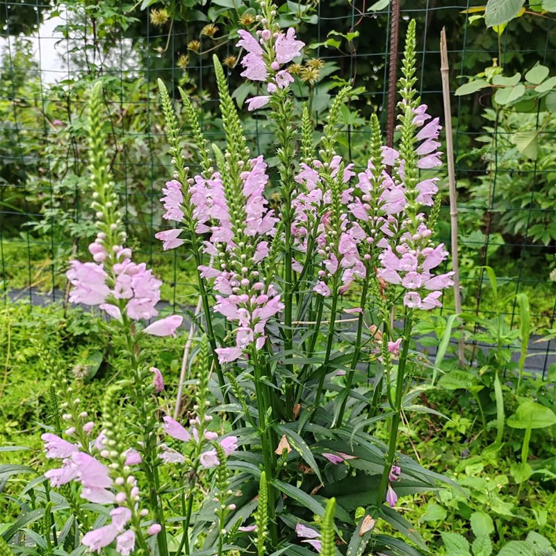 假龙头盆栽随意草花苗庭院花园耐热耐寒宿根花卉花镜搭配植物好养