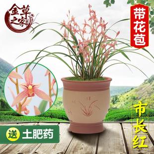兰花苗 市长红 夏季带花苞建兰四季兰办公室阳台家居绿植盆栽浓香