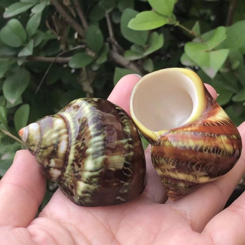 天然海螺贝壳壳绿猫46178眼古文螺螺卷贝鱼寄居蟹替换缸水族造景