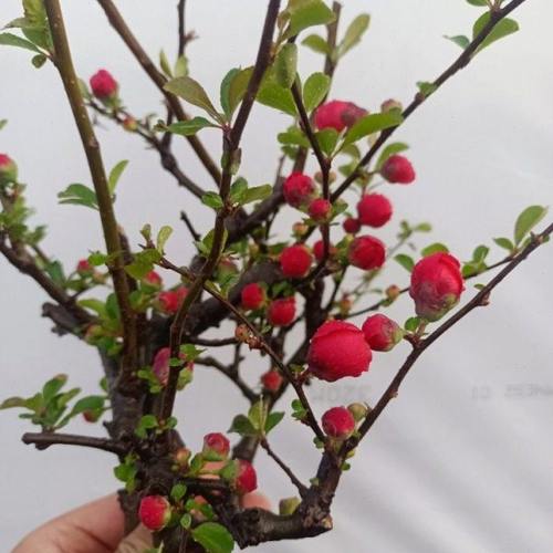 海棠花长寿冠海棠盆景老桩阳台庭院客厅好养室内好看漂亮