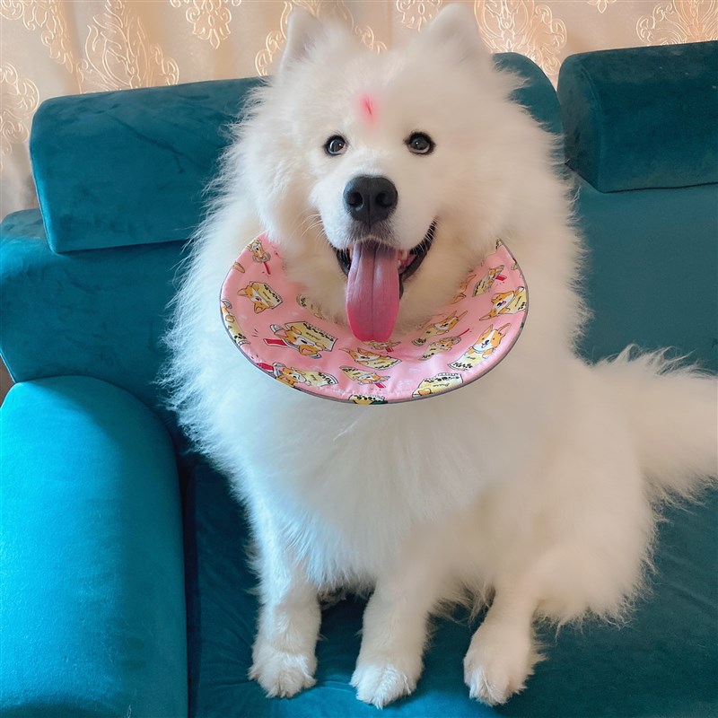 宠物狗狗口水巾超大型犬中型犬阿拉斯加萨摩耶金毛夏季防口水围兜