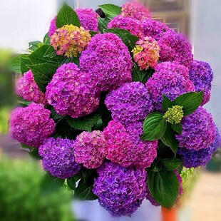 花四季 绣球花苗大花植物无尽夏开花好养 不断花卉盆栽植物室内花