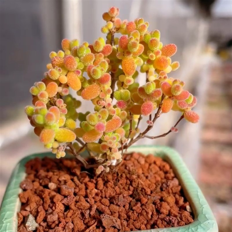 蜜桔糖球亮晶晶植物枝干番Z杏多肉植物