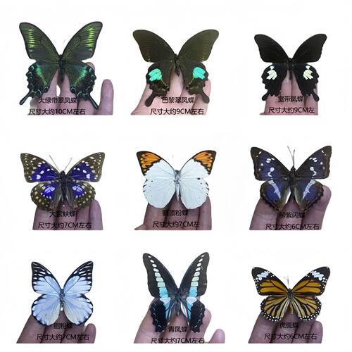 厂家直销真蝴蝶标本展翅 绿带翠凤蝶 昆虫甲虫幼儿园教学科普展品