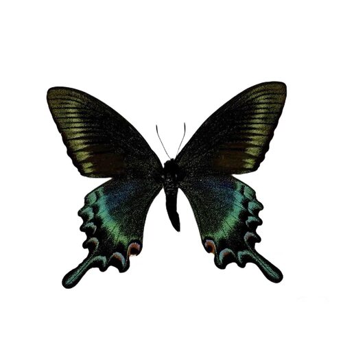 绿带翠凤蝶原蝶真蝴蝶标本未展翅春型夏型手工diy工艺品摆件拍摄