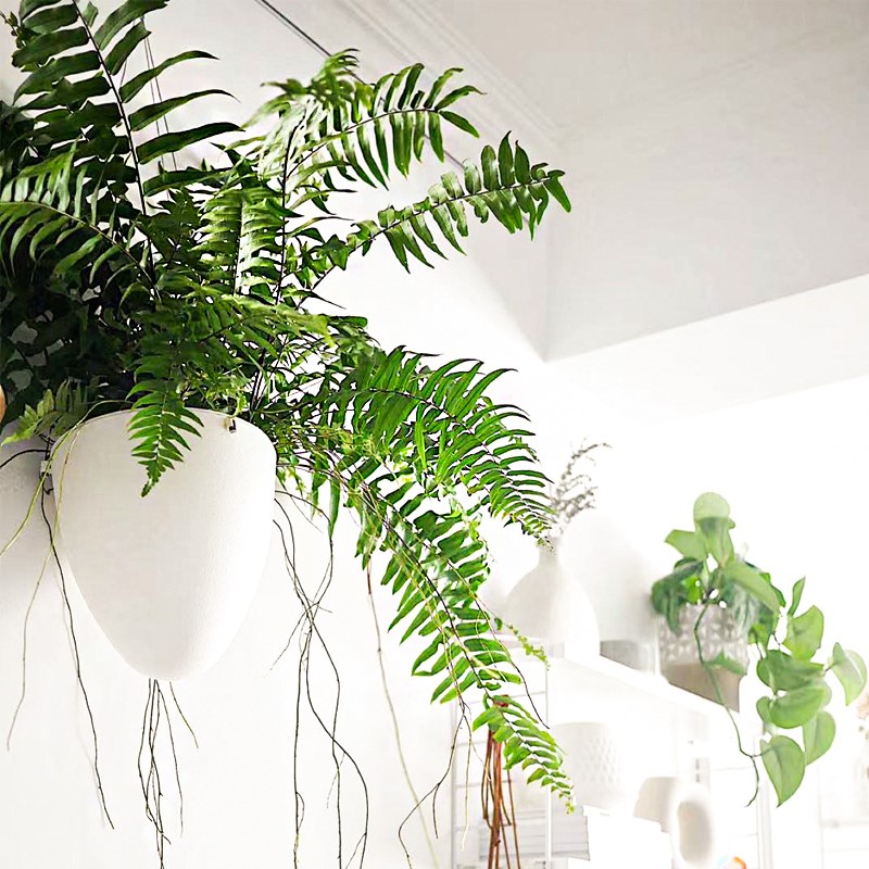长叶肾蕨霸王蕨波斯顿蕨大型蕨类垂吊水培植物室内绿植阳台花卉