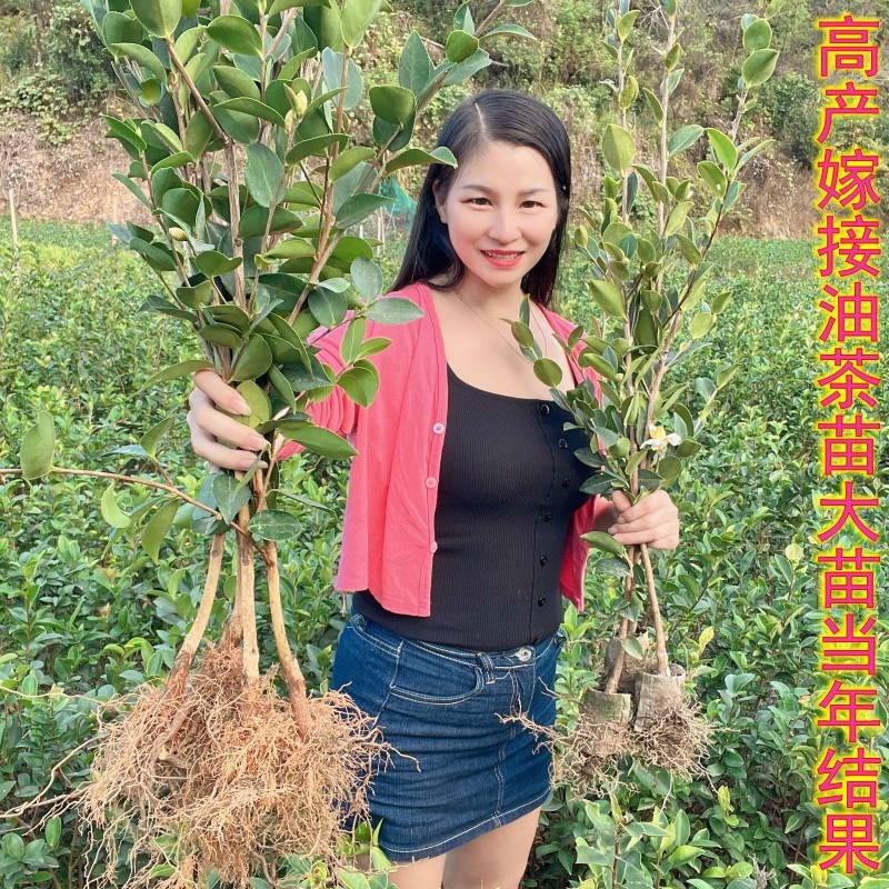 高产嫁接油茶苗矮化良种茶籽长林油茶树苗大果茶子树带土当年结果