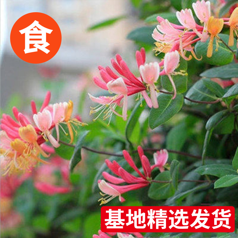 红色金银花树苗盆栽可食用爬藤植物庭院阳台四季开花好养花卉绿植