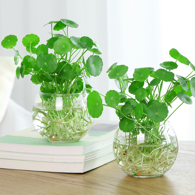 套装水培植物铜钱草四季水养花卉绿植迷你盆栽室内四季好养活
