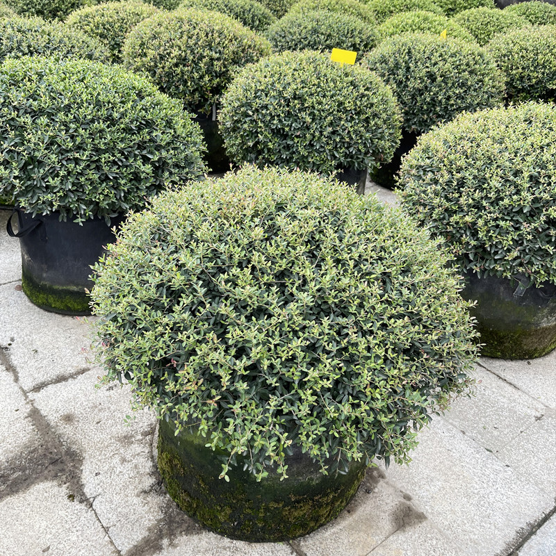 棒棒糖树形球型庭院盆栽植物柠檬之光亮金女贞木本观叶盆栽
