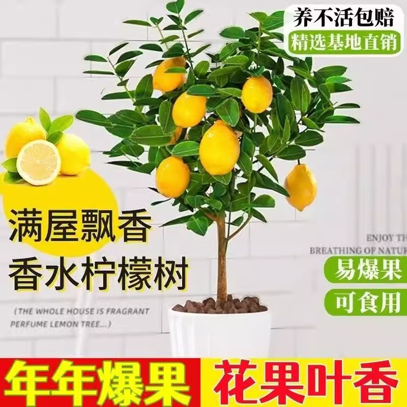 带果香水柠檬树苗盆栽室内室外结果无籽四季柠檬苗食用柠檬树果苗