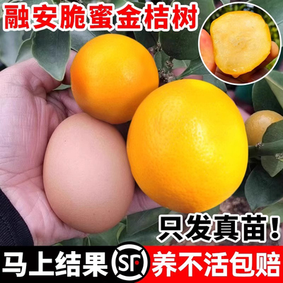 融安脆蜜金桔树苗四季广西