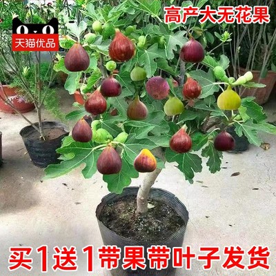 无花果树苗带矮化盆栽特大