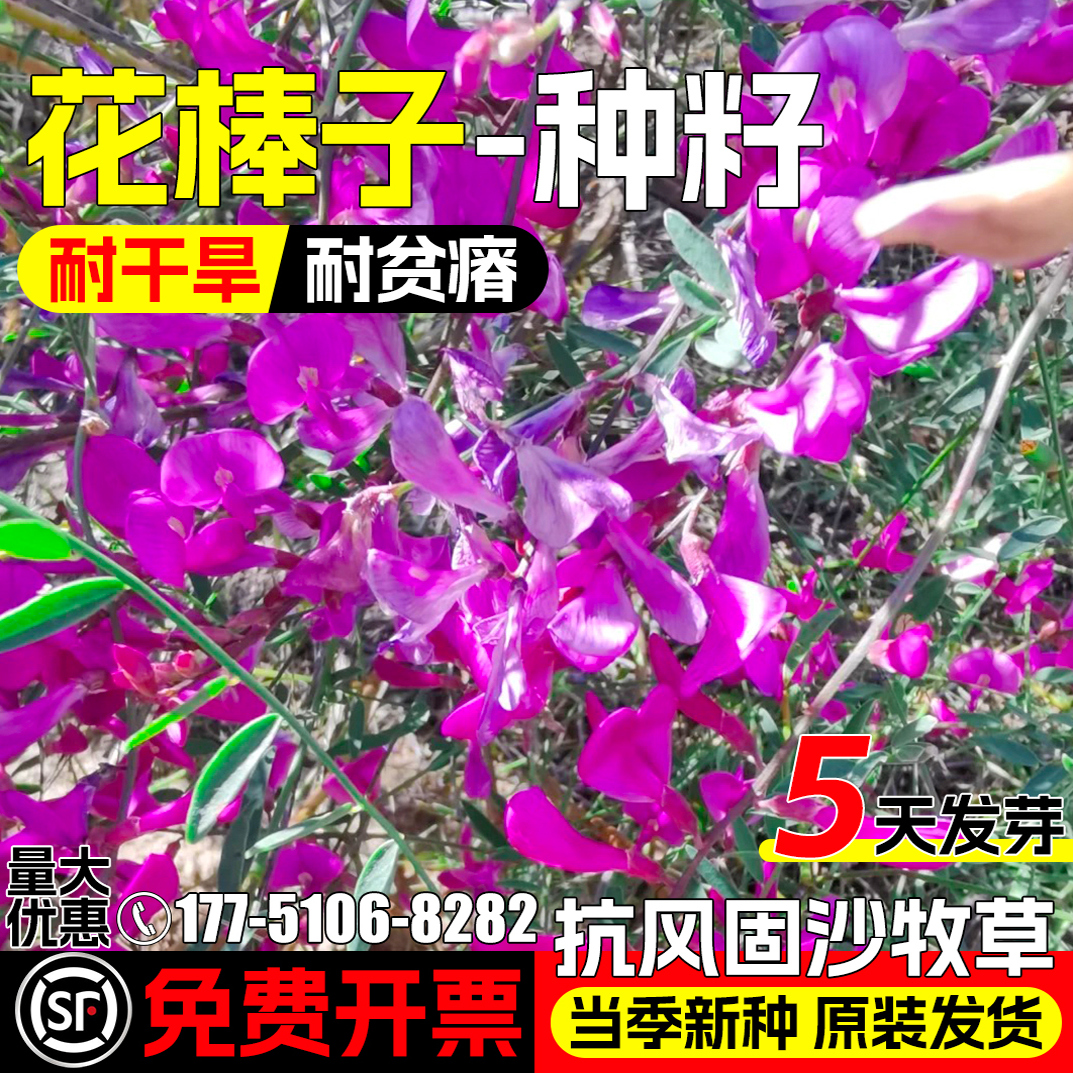花棒种子牧草种籽防风固沙灌木草籽细枝岩黄芪牛羊饲料观赏型草种