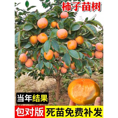 柿子苗树脆甜磨盘火晶嫁接